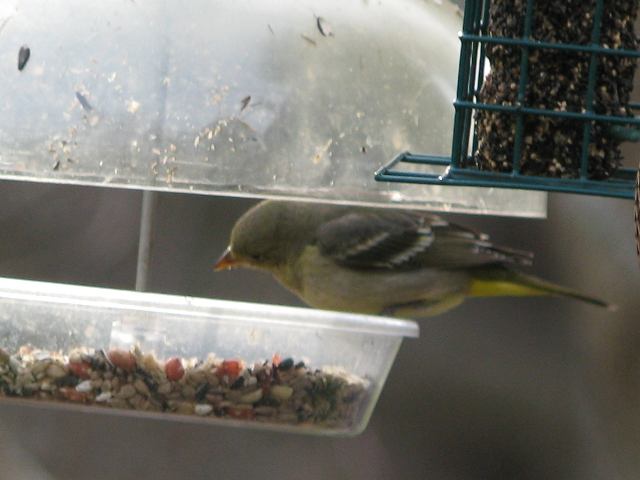 Western Tanager